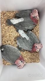 Cacatua roseicapilla