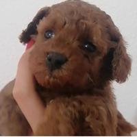 Barboncino Toy Fulvo