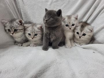 Splendida cucciolata di scottish