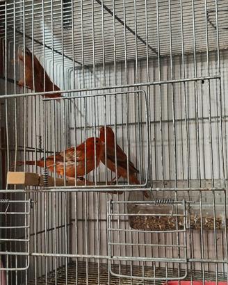 Canarini arlecchini portoghesi e agata a fat.rosso