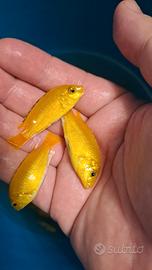 Ciclidi Labidochromis Caeureules kakusa