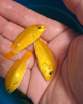 Ciclidi Labidochromis Caeureules kakusa