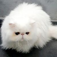 Gatti persiani ipertipici