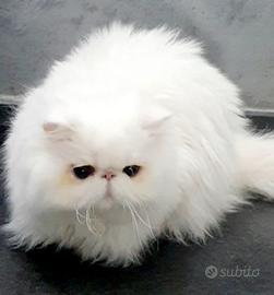 Gatti persiani ipertipici