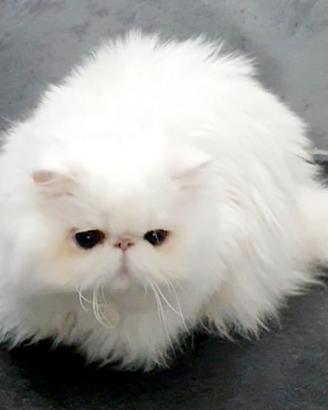Gatti persiani ipertipici
