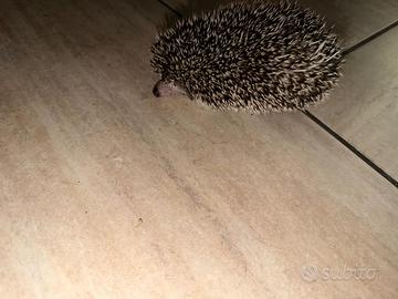Riccio