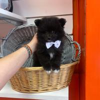 Spitz di Pomerania toy