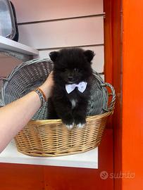 Spitz di Pomerania toy