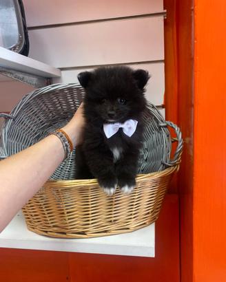 Spitz di Pomerania toy