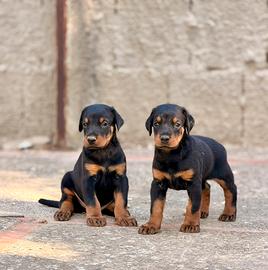 Dobermann