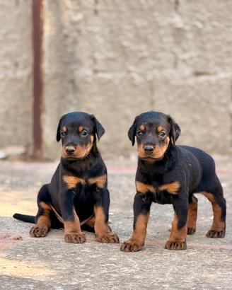 Dobermann