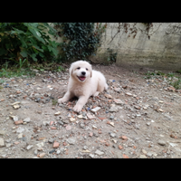 Cuccioli pastori maremmani