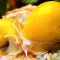 Lumache acquario pesci e caridine