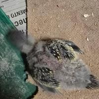 Pulli parrocchetto dal collare