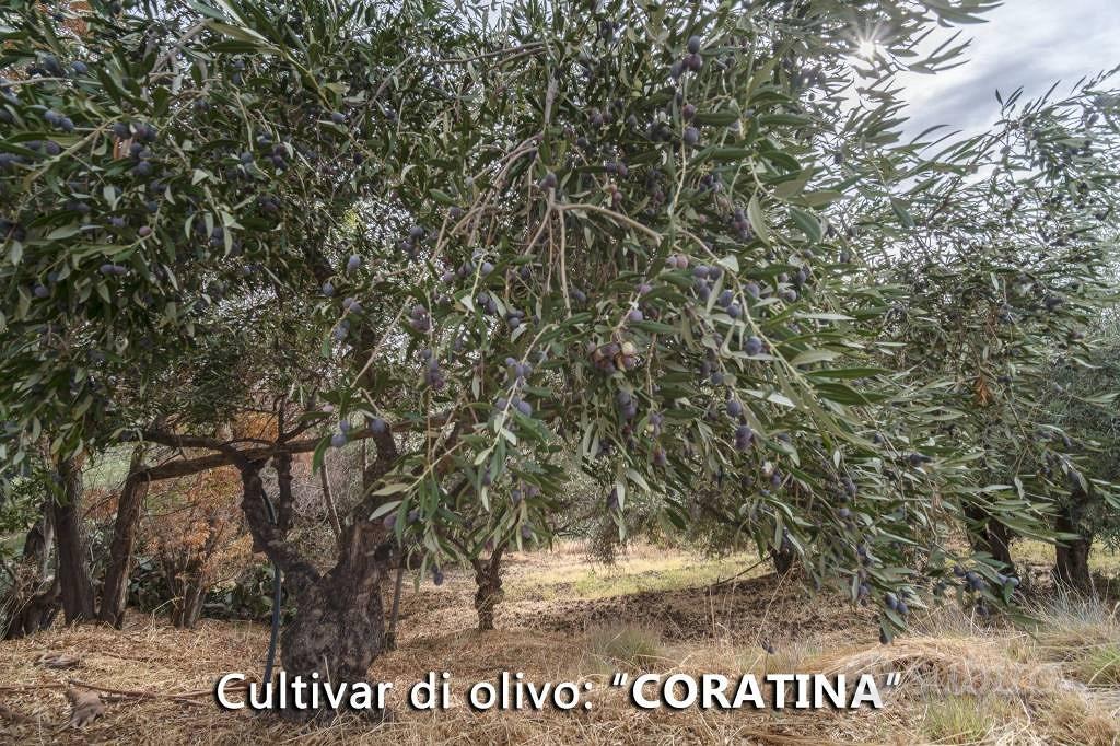 Terreno di 137580 m² a Furnari - Altro