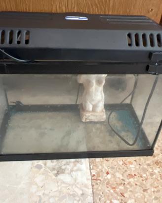 Acquario
