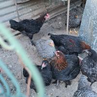 Pulcinotti  galline amrok marans australorp 