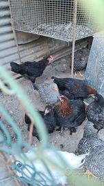 Pulcinotti  galline amrok marans australorp 