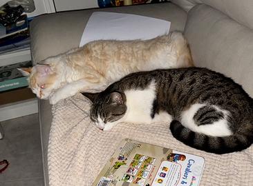 Animali da compagnia
