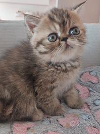 Gattina Persiana Esotica