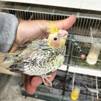 Calopsite allevate a mano