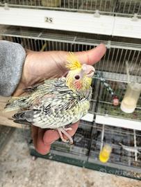 Calopsite allevate a mano