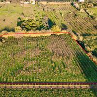 Terreno agricolo a Partinico, Cda Bosco Falconeria