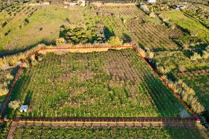 Terreno agricolo a Partinico, Cda Bosco Falconeria