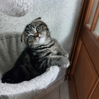 Gattini Scottish Fold