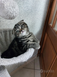 Gattini Scottish Fold