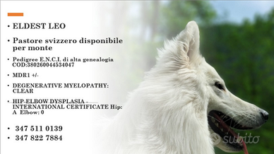 Pastore Svizzero maschio disponibile per monte