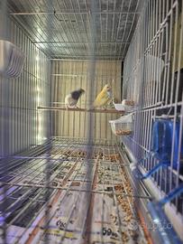 Diamantini di Gould