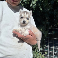Siberian Husky originali