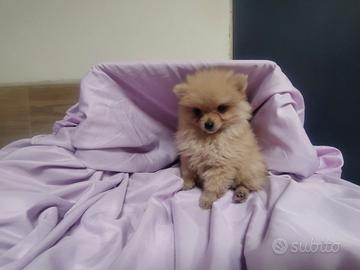 Spitz tedesco volpino nano