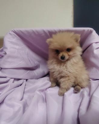 Spitz tedesco volpino nano