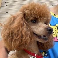 Cuccioli Barbone toy rosso