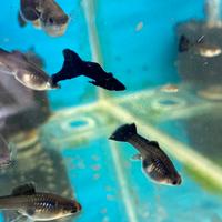 Guppy black moscow