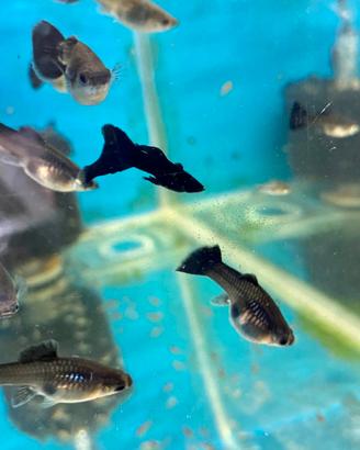 Guppy black moscow