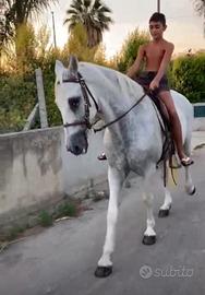 Cavallo spagnolo sella e calesse
