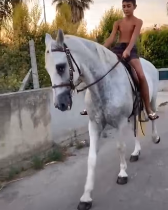 Cavallo spagnolo sella e calesse