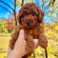 Barboncini TOY E MINI TOY Red Anche in 12 Rate