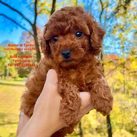 Barboncini TOY E MINI TOY Red Anche in 12 Rate