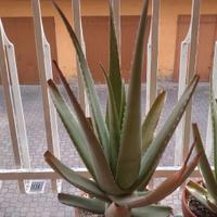 Aloe vera grande - vaso 23 cm