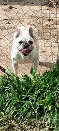 Cane bulldog francese