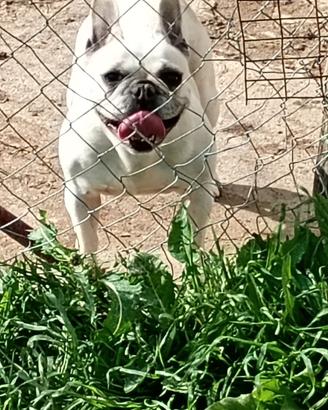 Cane bulldog francese