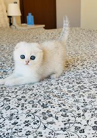 Scottish Silver e Golden Shaded