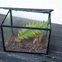 Teca per fasmidi o rettili 30x24x20 cm