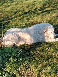 Pastore abruzzese maremmano