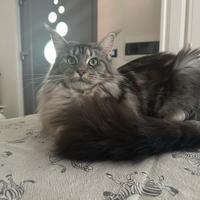 Maine coon black silver