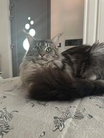 Maine coon black silver